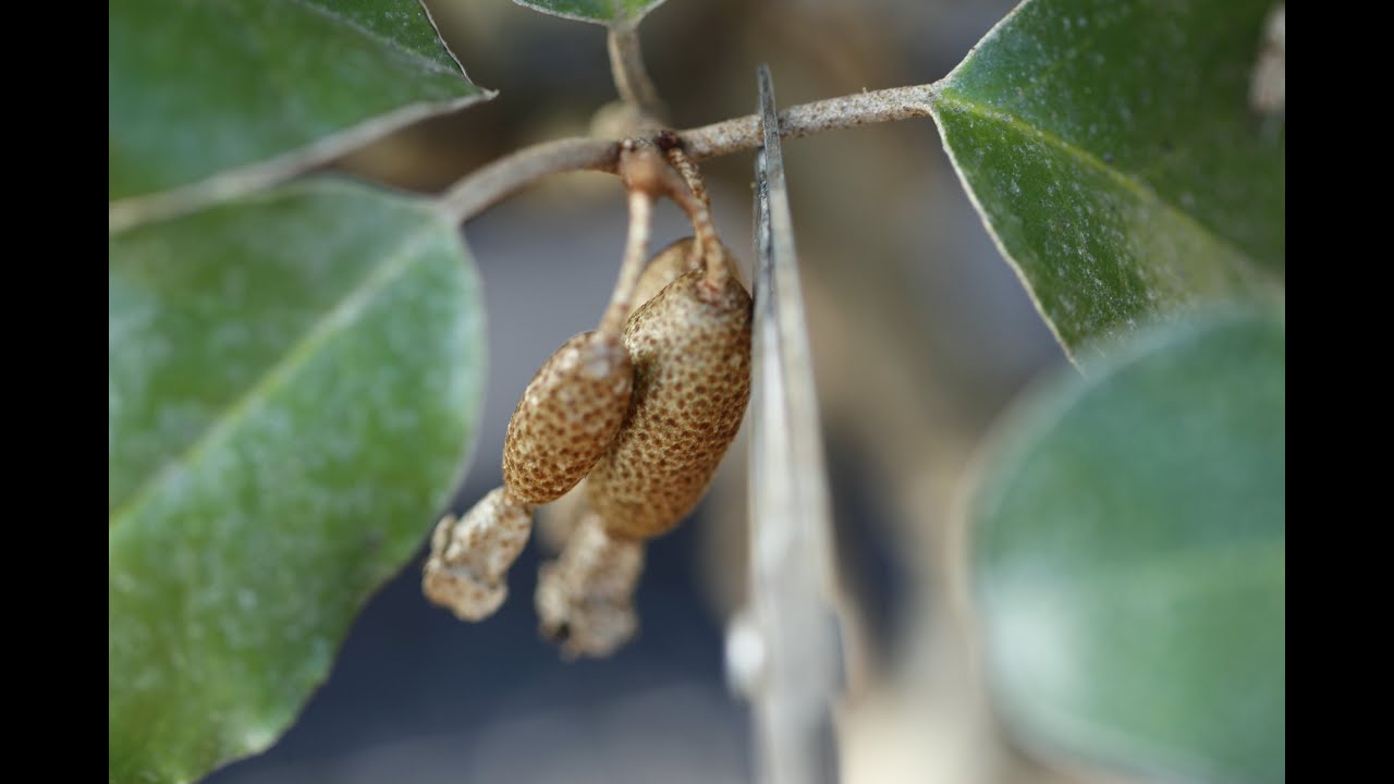 ムロ入れ前に常緑広葉樹を葉刈りする／Cutting the leaves of evergreen broadleaf trees in winter