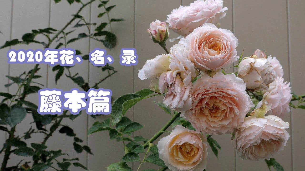 2020年玫瑰花、名、录 （中集）~25种藤本玫瑰开花实录 （ 25 Types of Climbing Rose Blooming Record in 2020 with name)