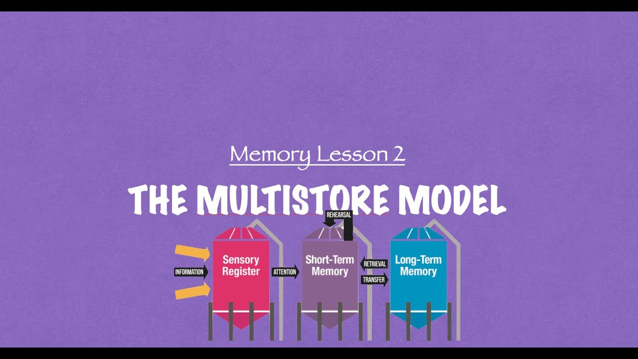 A-Level Psychology (AQA): The Multistore Model of Memory