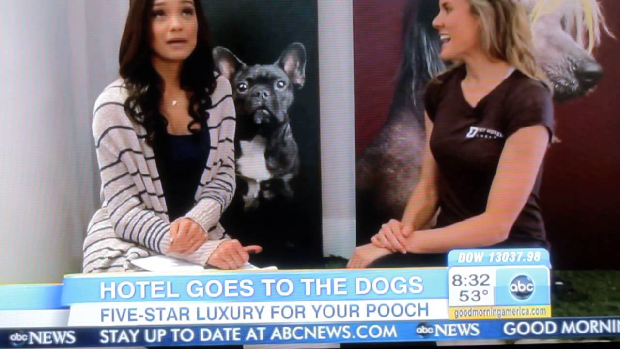 D Pet Hotels Chelsea on Good Morning America - GMA