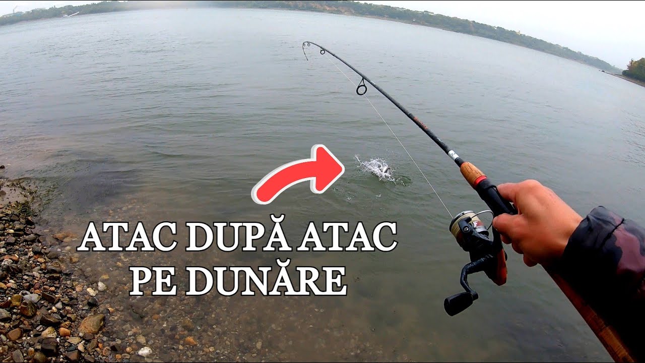 Pescuit La AVAT PE DUNĂRE - ATAC DUPĂ ATAC Pe Ploaie La Spinning - Catch and Release pe Dunare
