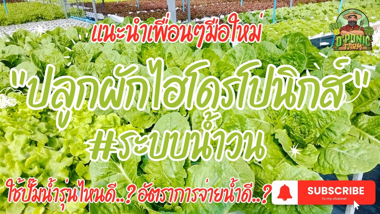 ปลูกผักไฮโดรโปนิกส์ระบบน้ำวน ใช้ปั๊มน้ำแบบไหนดี..? #ผักไฮโดรโปนิกส์ #ผักสลัด #ฟาร์มผัก #โคราช