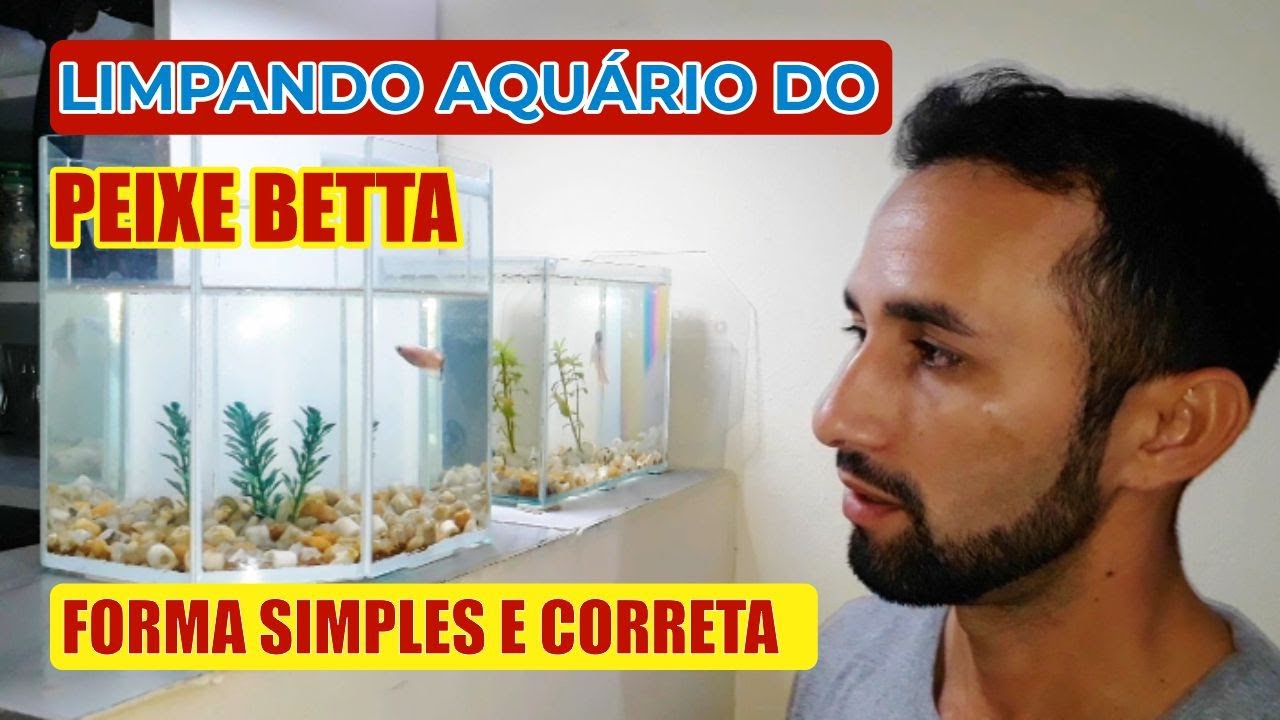 Como limpar o aquário do peixe betta de forma simples e correto.
