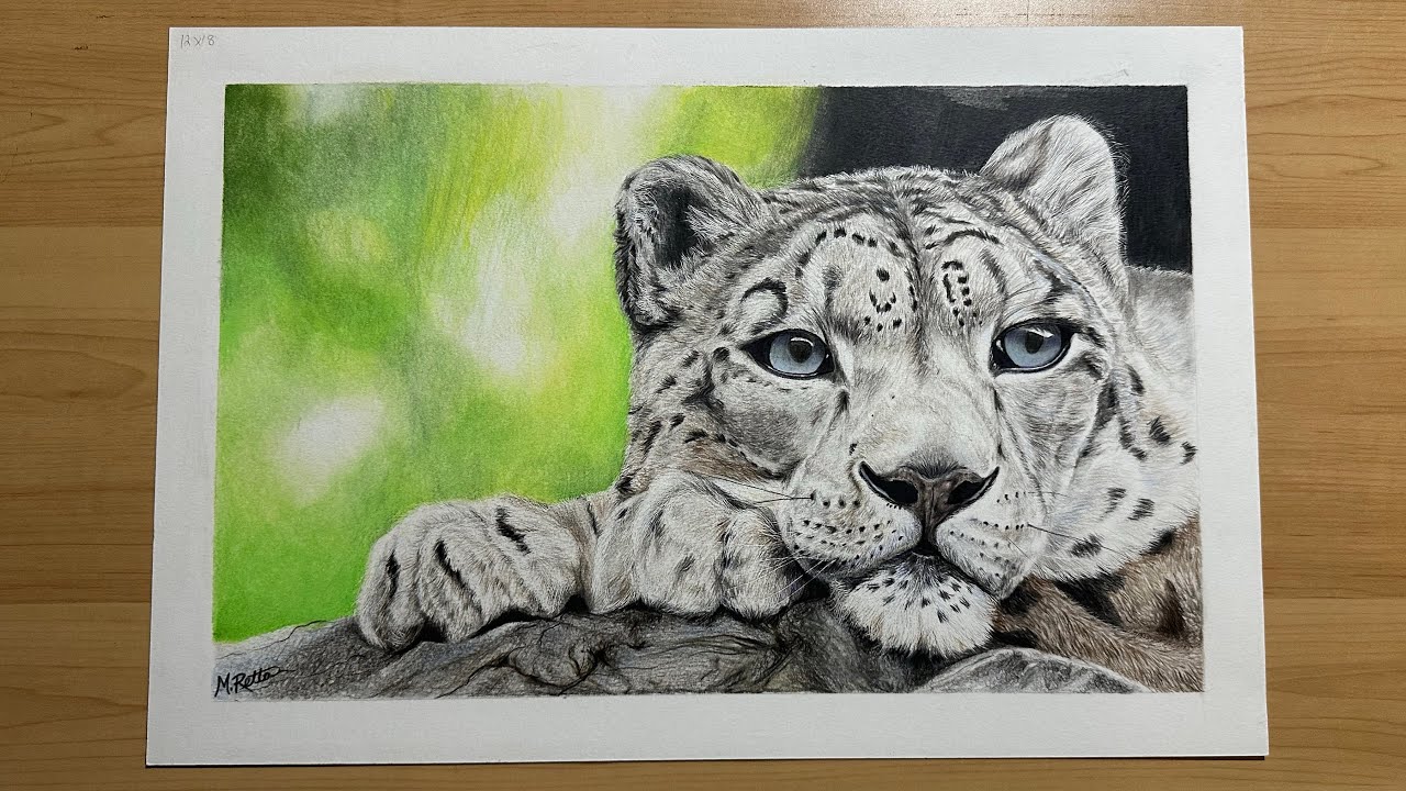 Drawing a Snow Leopard with Fabre-Castell Polychromos color pencils