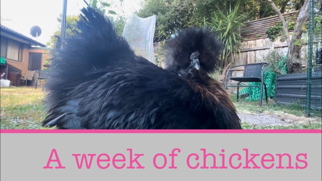 What the silkie chickens got up this week 