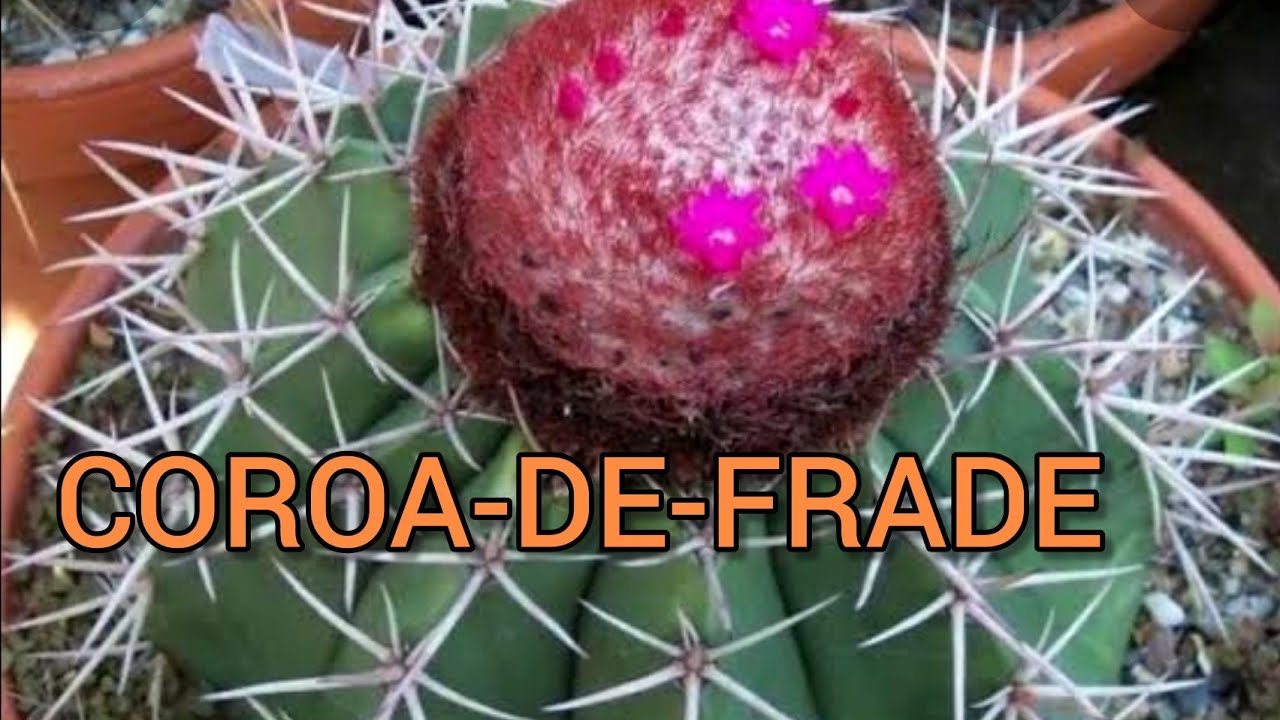 COMO GERMINAR SEMENTES DO CACTO COROA DE FRADE//DICA
