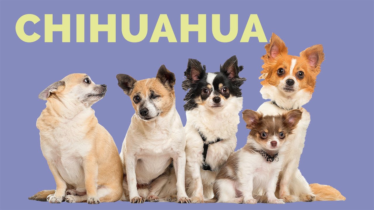 Perro CHIHUAHUA: Cuidados, historia, tipos (CABEZA DE MANZANA Y CABEZA DE VENADO)