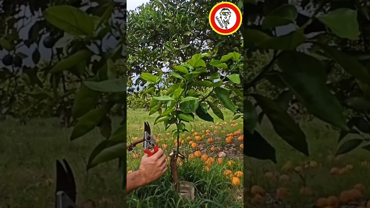 INJERTOS C&Iacute;TRICOS y su PODA de FORMACI&Oacute;N by mixim89