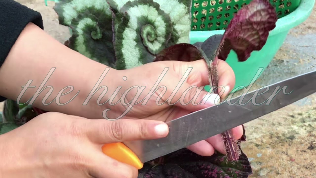 how to propagate rex begonias