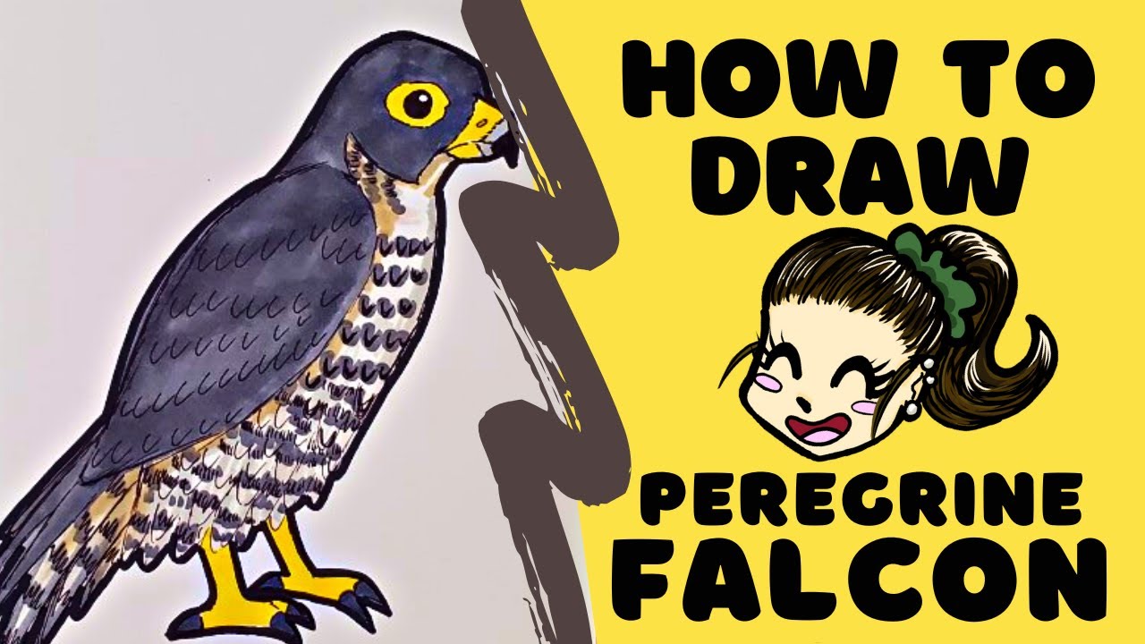 HOW TO DRAW - Peregrine Falcon