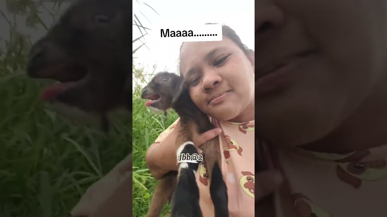 Kakatuwang Baby Kambing 🥰
