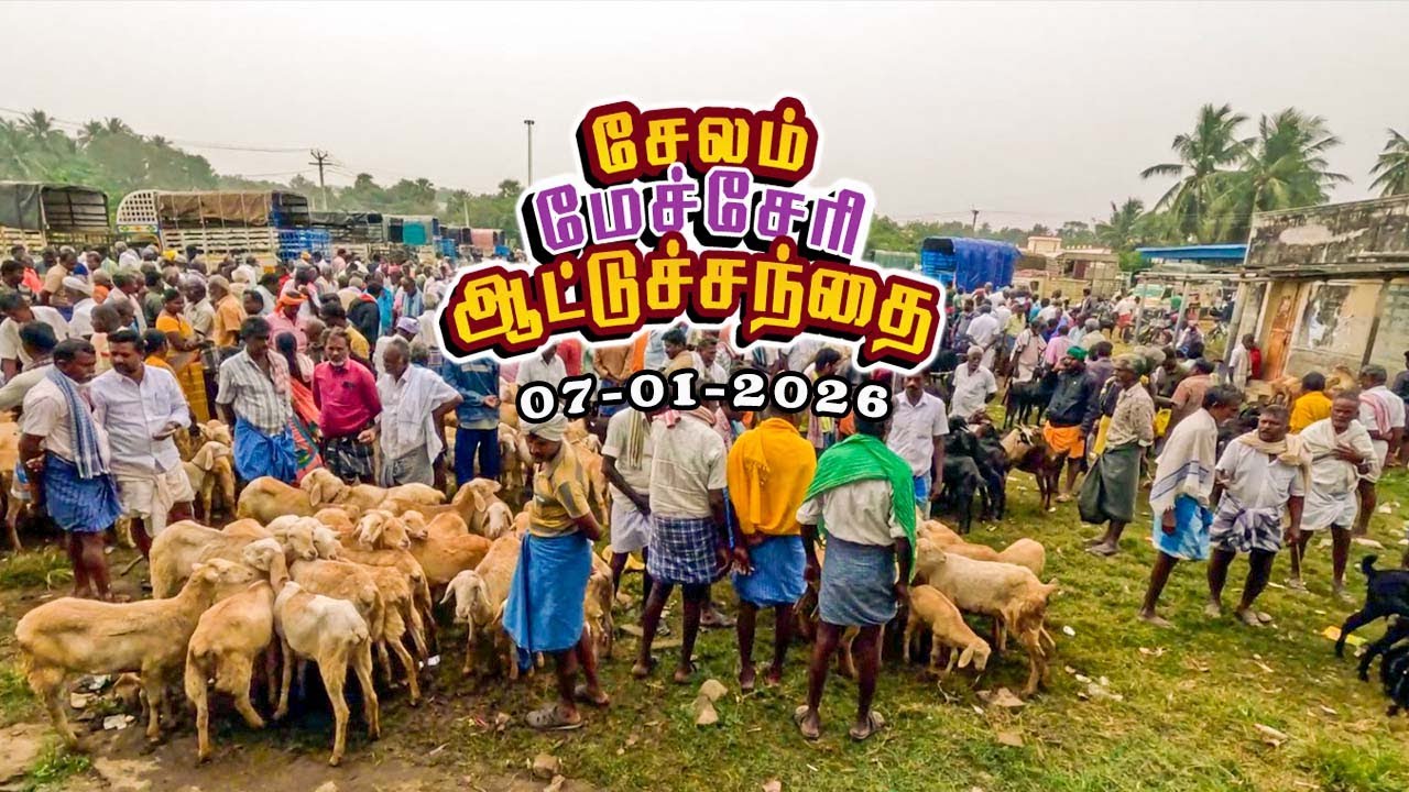 07.01.2026 🐐சேலம் மேச்சேரி ஆட்டுச்சந்தை  விலை அப்டேட்🔥 | SALEM MECHERI ATTUSANTHAI PRICE UPDATE!