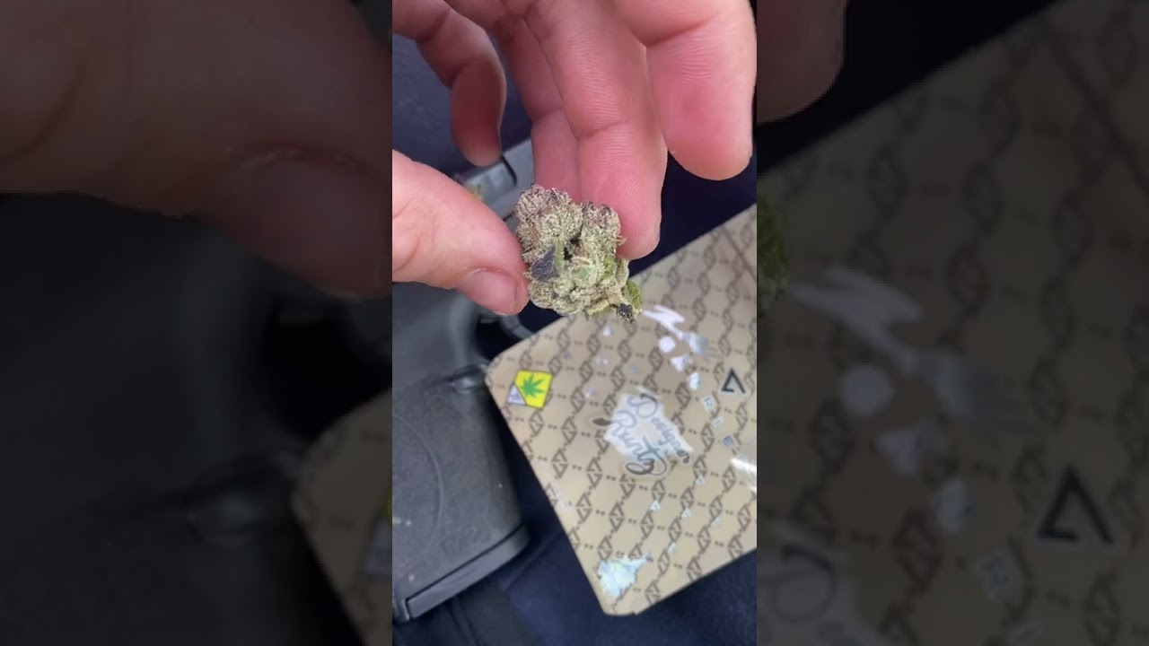 Gucci weed designer bud