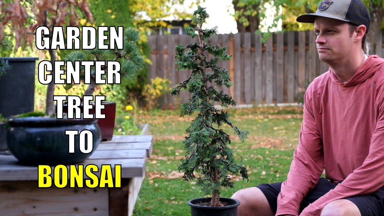 How to Create a Cedar Bonsai Tree from Garden Center Material