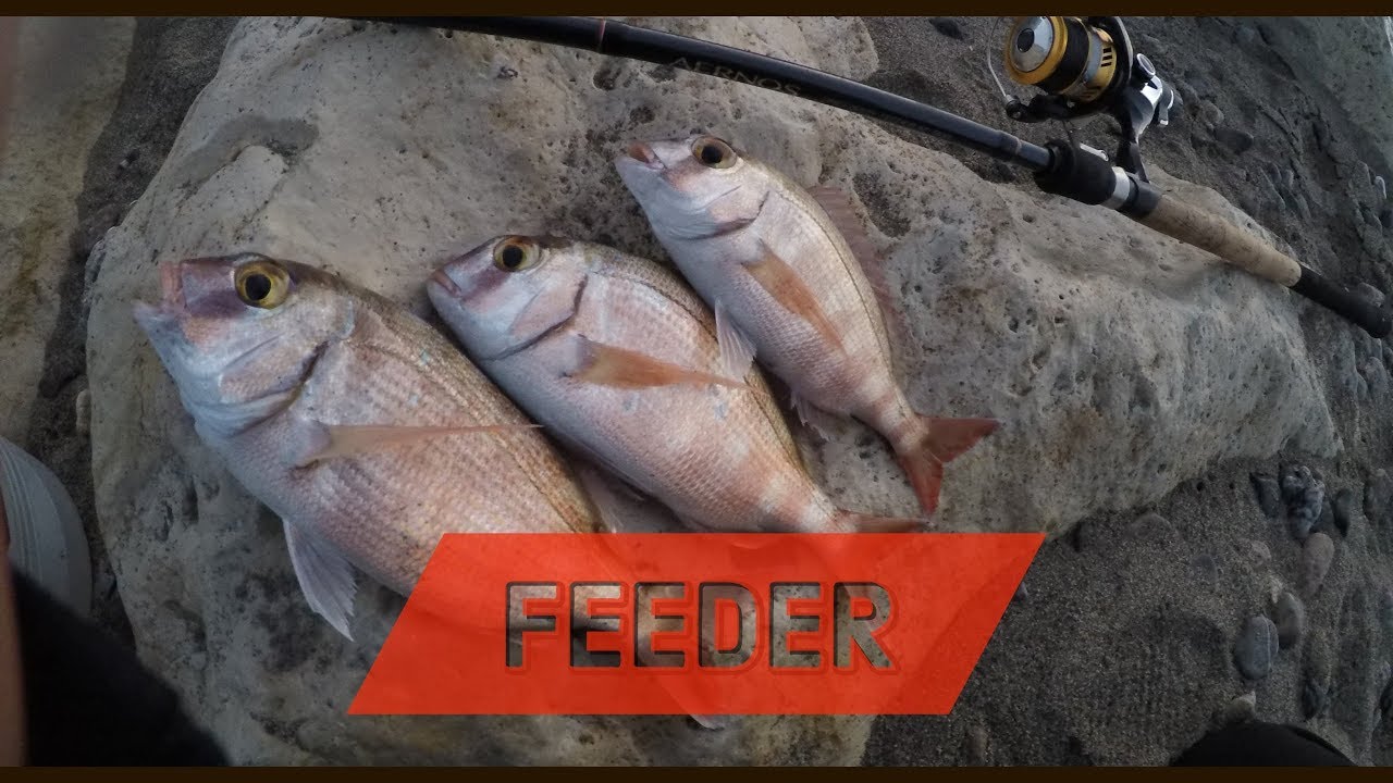 ClipAngler - FEEDER IN MARE AI PAGRI volume 1 - feederfishing dalla spiaggia