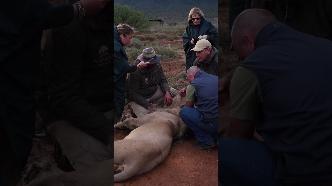 Rewilding Update | Lion Conservation | Samara Karoo Reserve