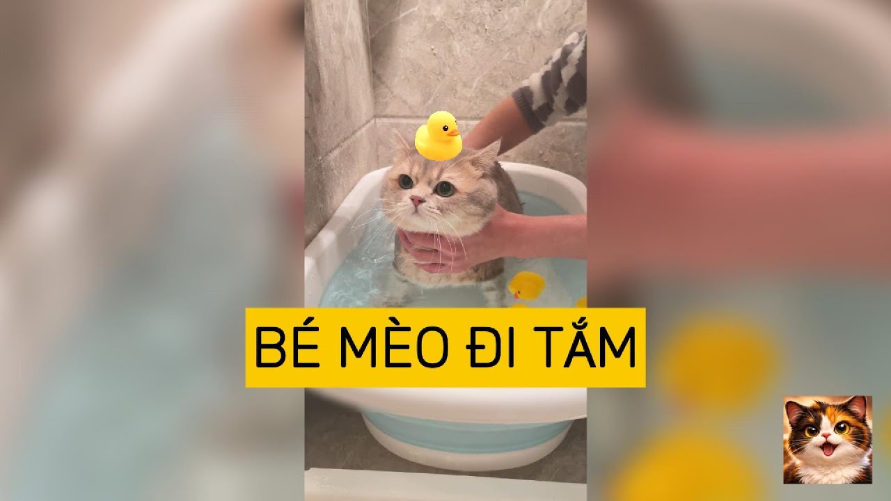 ⋆˚ 𝜗🐈‍⬛𝜚˚⋆ Mèo nhỏ đi tắm