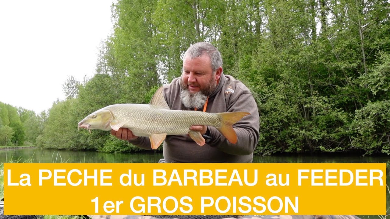 La PECHE du BARBEAU au FEEDER  1ER GROS POISSON    4K