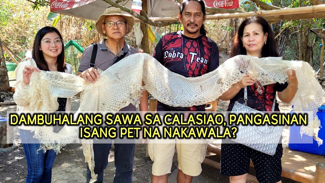 DAMBUHALANG SAWA SA CALASIAO, ISANG PET NA NAKAWALA? | Mocca Puno | Boss Lar