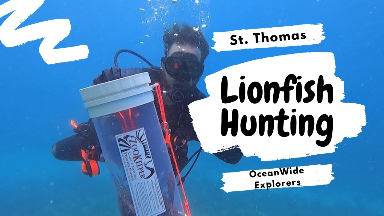 HUNTING Lionfish in St. Thomas, US Virgin Islands! (Scuba Diving, Spearfishing + Filleting)