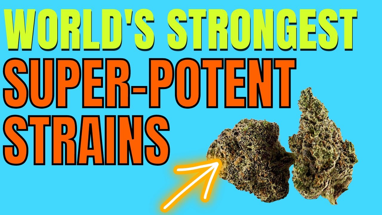 The World's Strongest Weed: 7 Super-High THC  Strains!