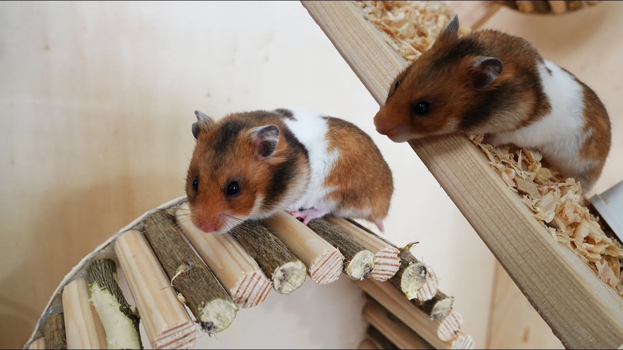 Hamster Kafesinde Neler Olmalı | Hamster Bakımı