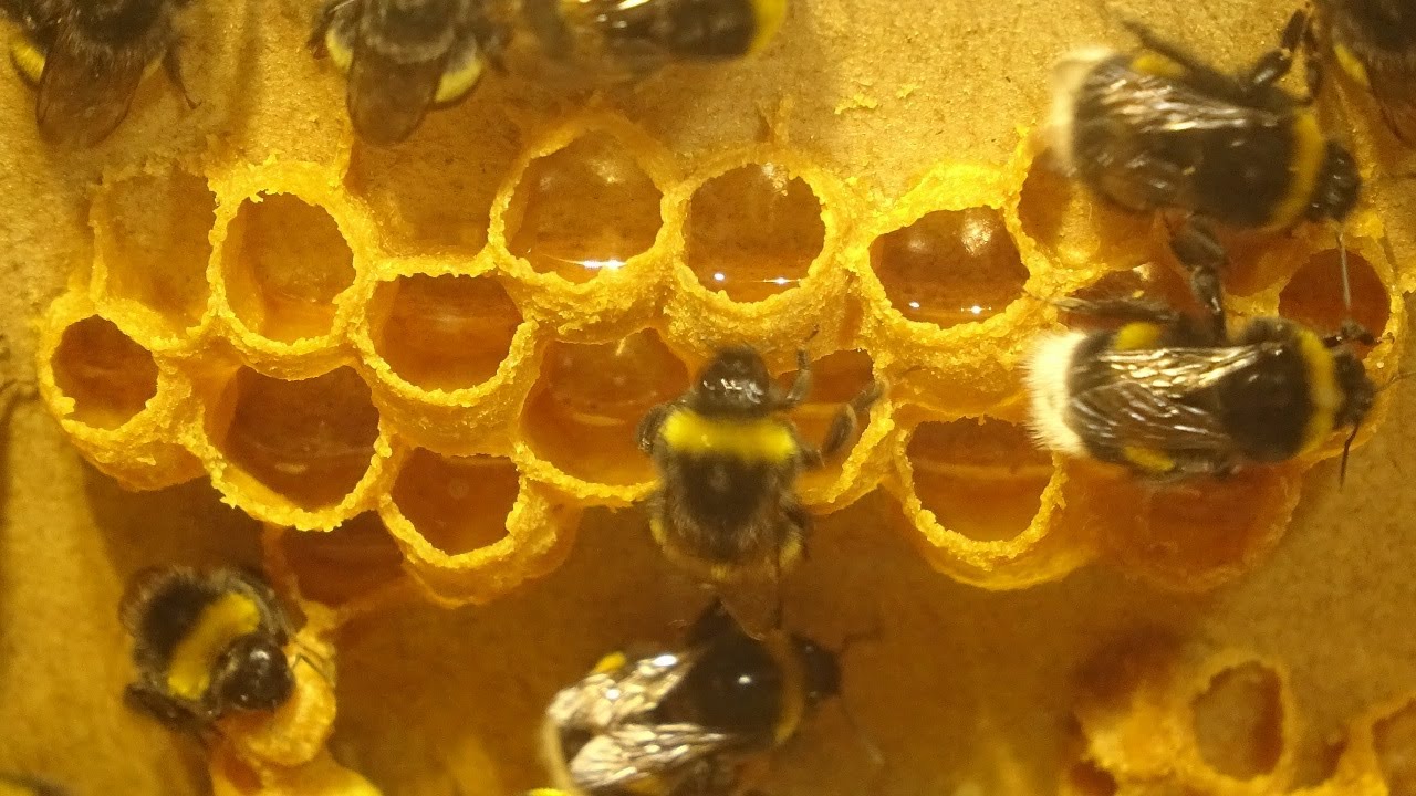 Do bumblebees make honey for the winter? Of course! 😁 Honey containers for the winter!
