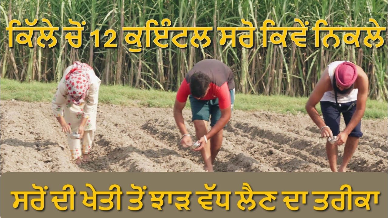 ਵੱਧ ਝਾੜ ਲੈਣ ਲਈ ਇਸ ਤਰ੍ਹਾਂ ਲਗਾਓ ਸਰੌਂ।saroj beejan da treeka! #farming 