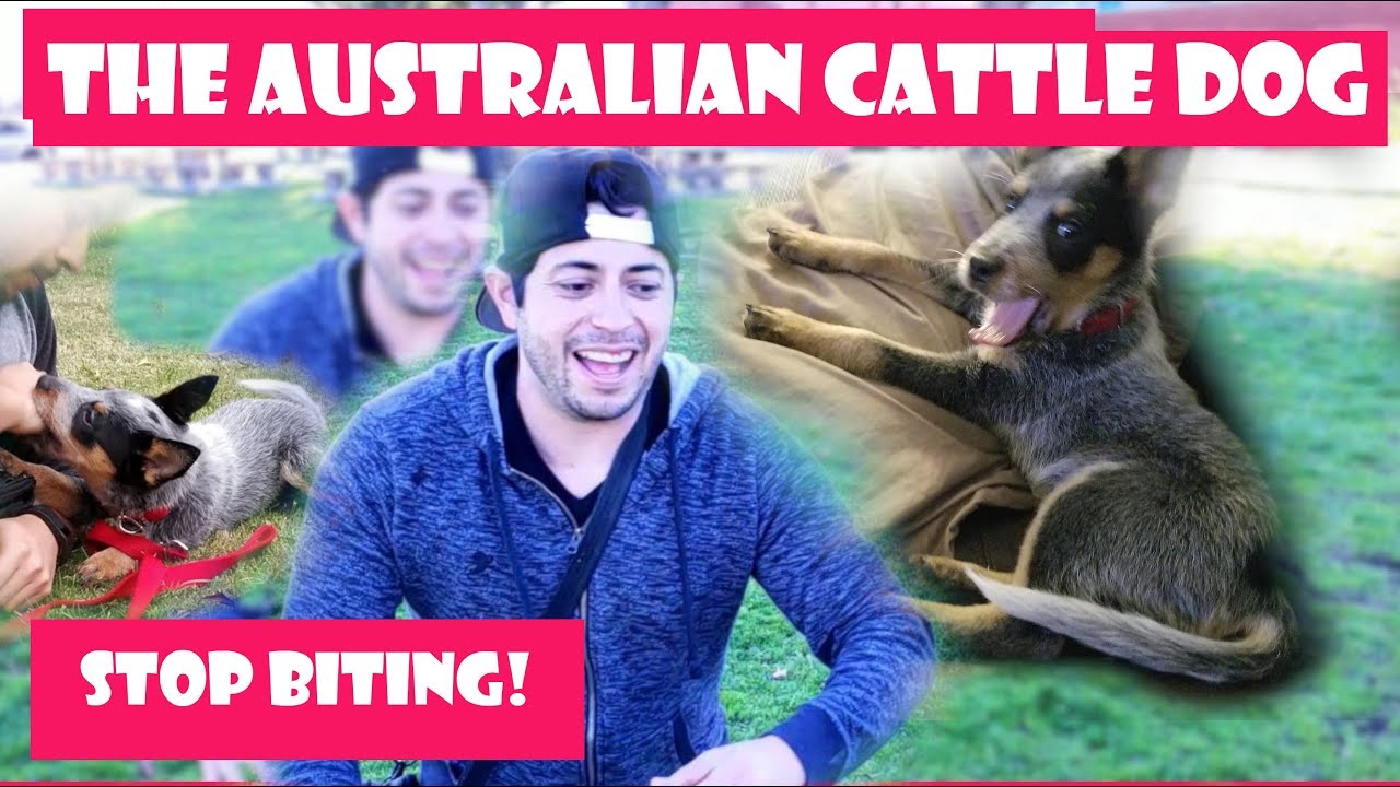 Stop!! Puppy Biting!! NOW!! Australian Cattle dog (blue heeler)