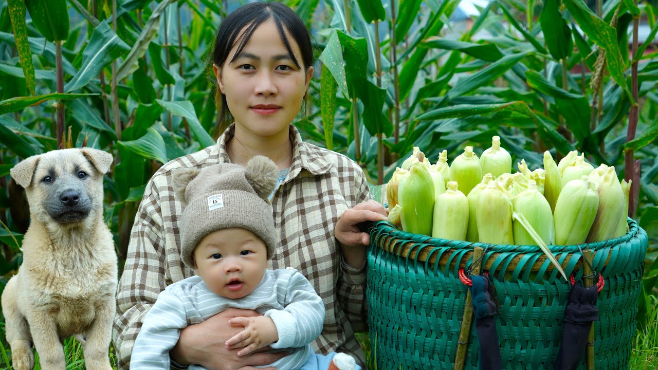 Country Life A Single Mother Harvests Corn to Build a Fence for Her Family.