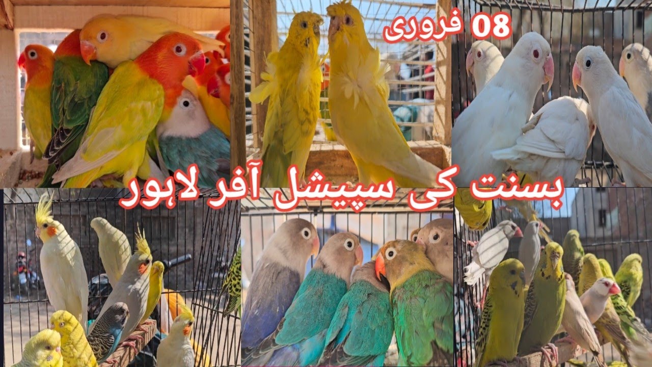 Lahore Sunday Birds Market | Itwar Birds Bazar Lahore | Sunday Birds Market Lahore Pakistan 