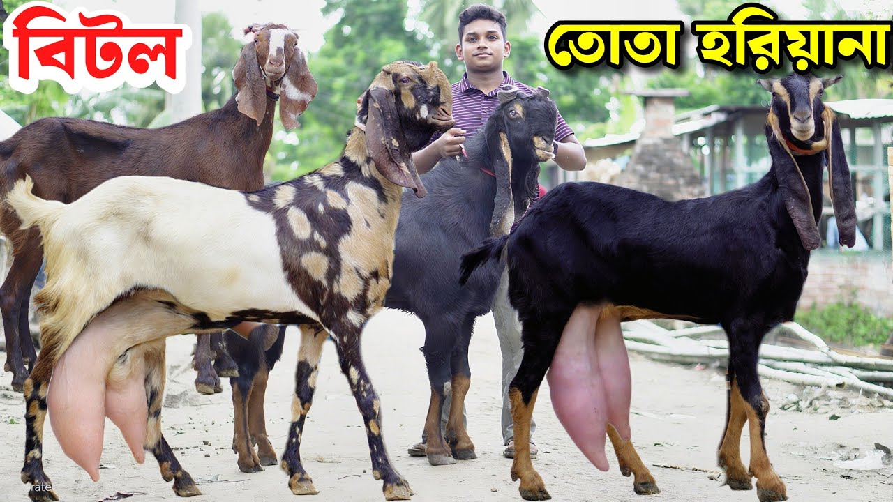 হরিয়ানা বিটল ও তোতাপুরি ছাগল কিনুন Hariyana Beetal Totapuri Goat