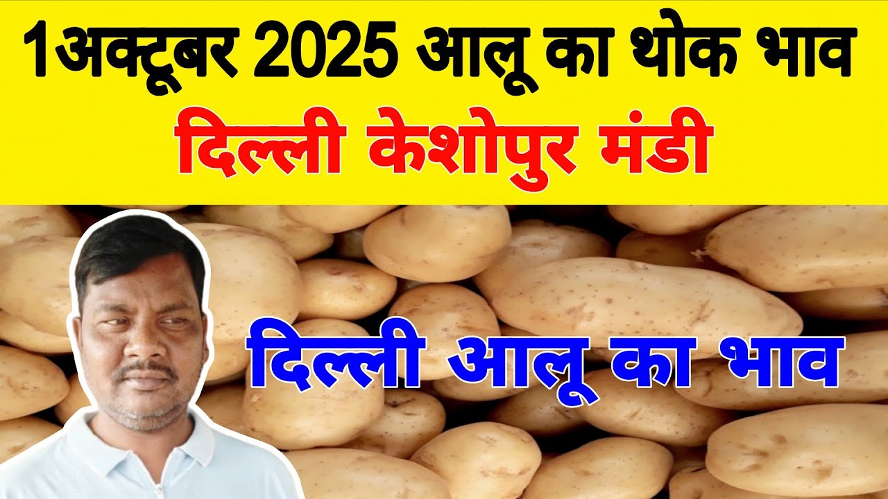 दिल्ली आलू का भाव | potato market price today | Today Potato Price | 1 Oct 25 #potato #Aalukebhav