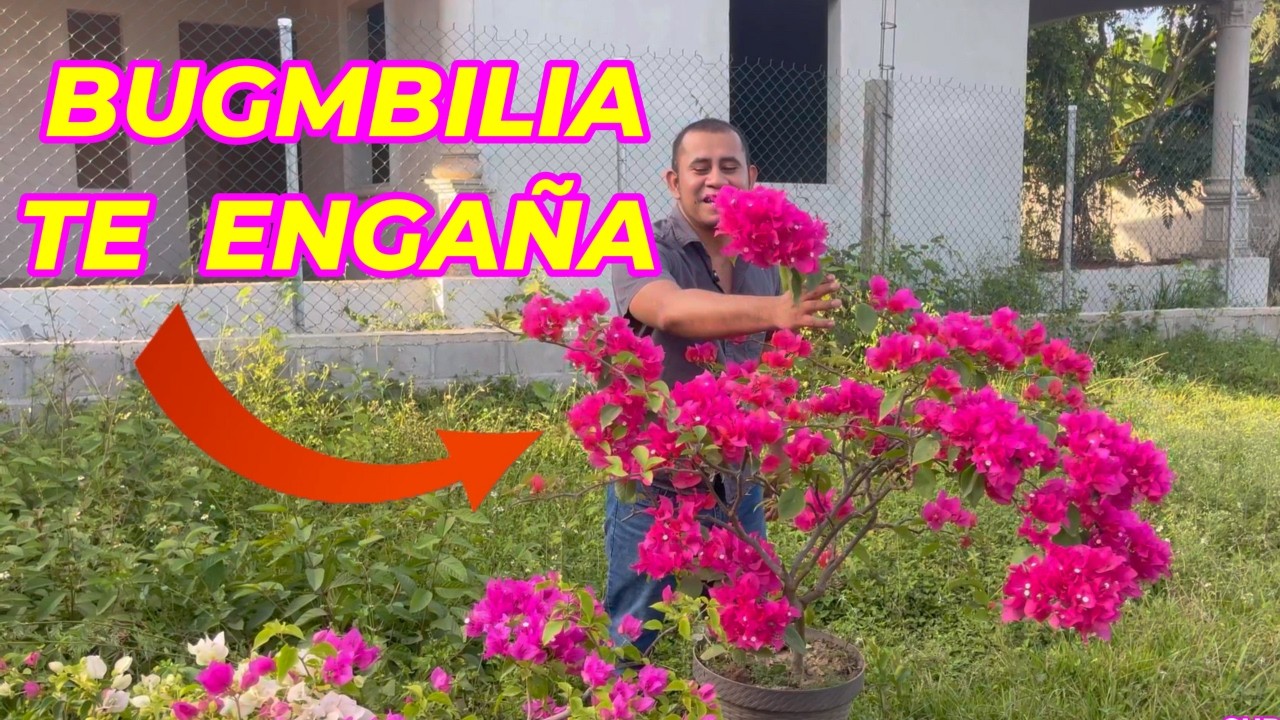 La mentira de la bugambilia… y cómo lograr que explote en floración #bugambilias #flores #plantas