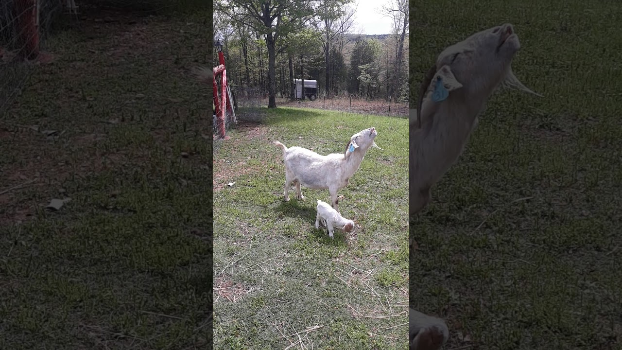 Toad the Goat