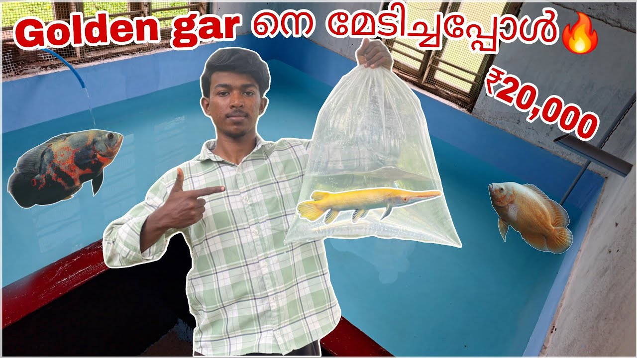 Golden Alligator gar നെ മേടിച്ചു🥰|Aqua Tips malayalam 