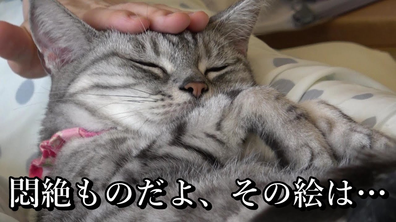 【人懐っこい、働きすぎ？（良い意味で）】男一人で人気の猫カフェ「Cat tail」に行ってみた（大阪/心斎橋/アメリカ村）