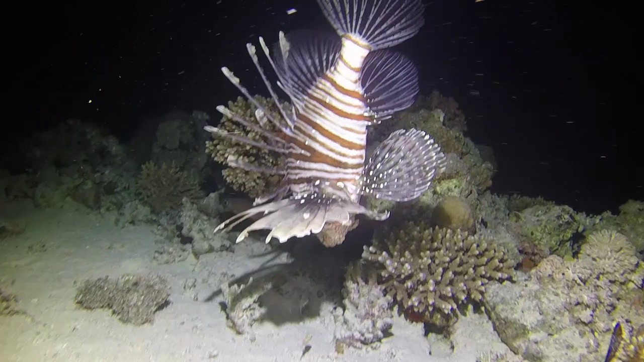 Egypt, Red Sea, Brothers Daedalus Elphinstone, December 2016