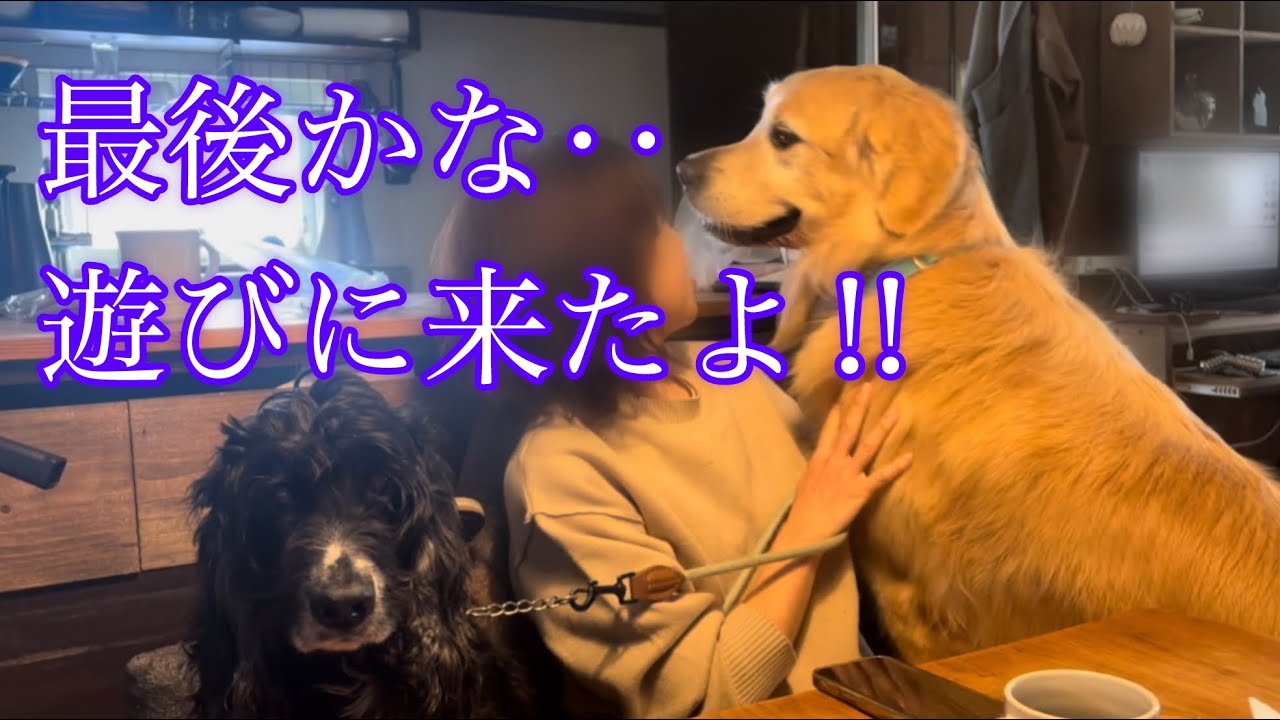 【こーる君ち】遊ばせてくれてありがとう‼️ゴールデンレトリバー烈@cole_and @こーる君ち 