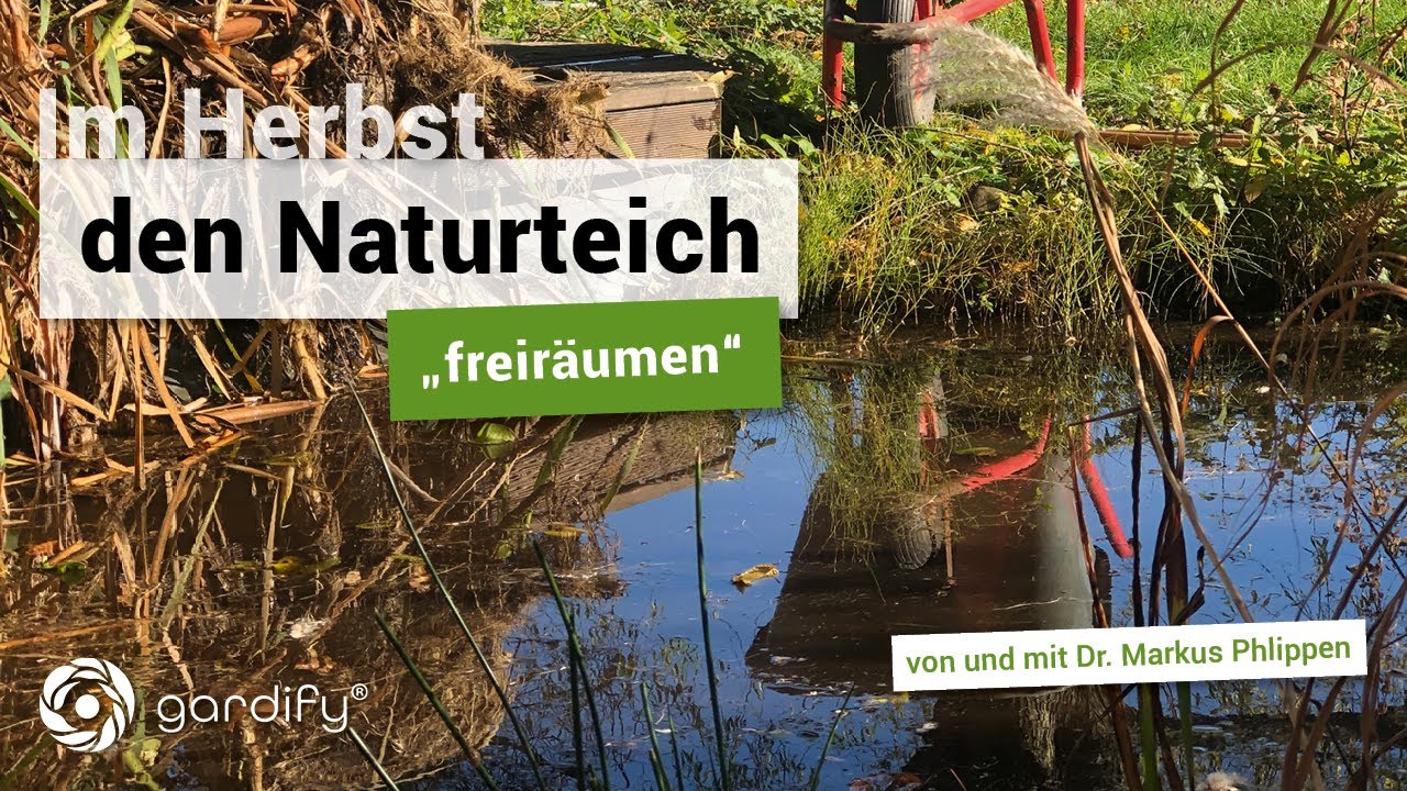 Gartenteich richtig reinigen &ndash; Tipps f&uuml;r den Herbst  | gardify Tipps