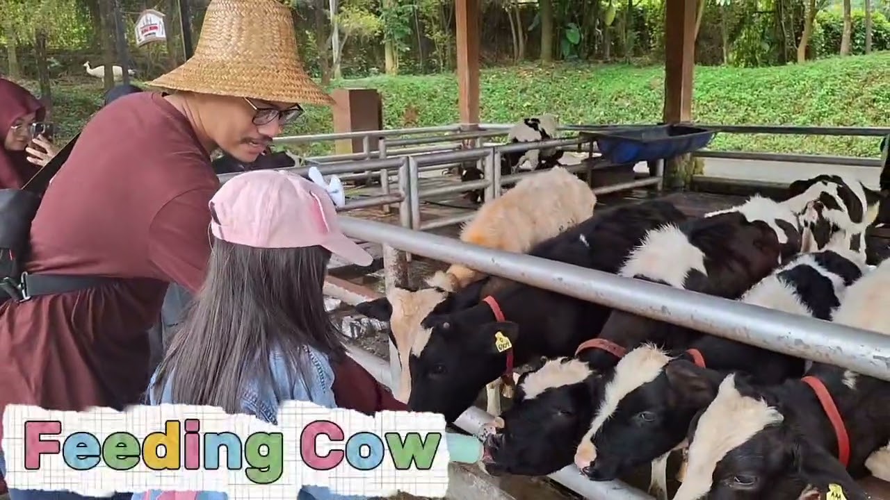 Naira dan Namira ke Cimory Dairyland Puncak #Cimory #Cimorydairyland #feedinganimal