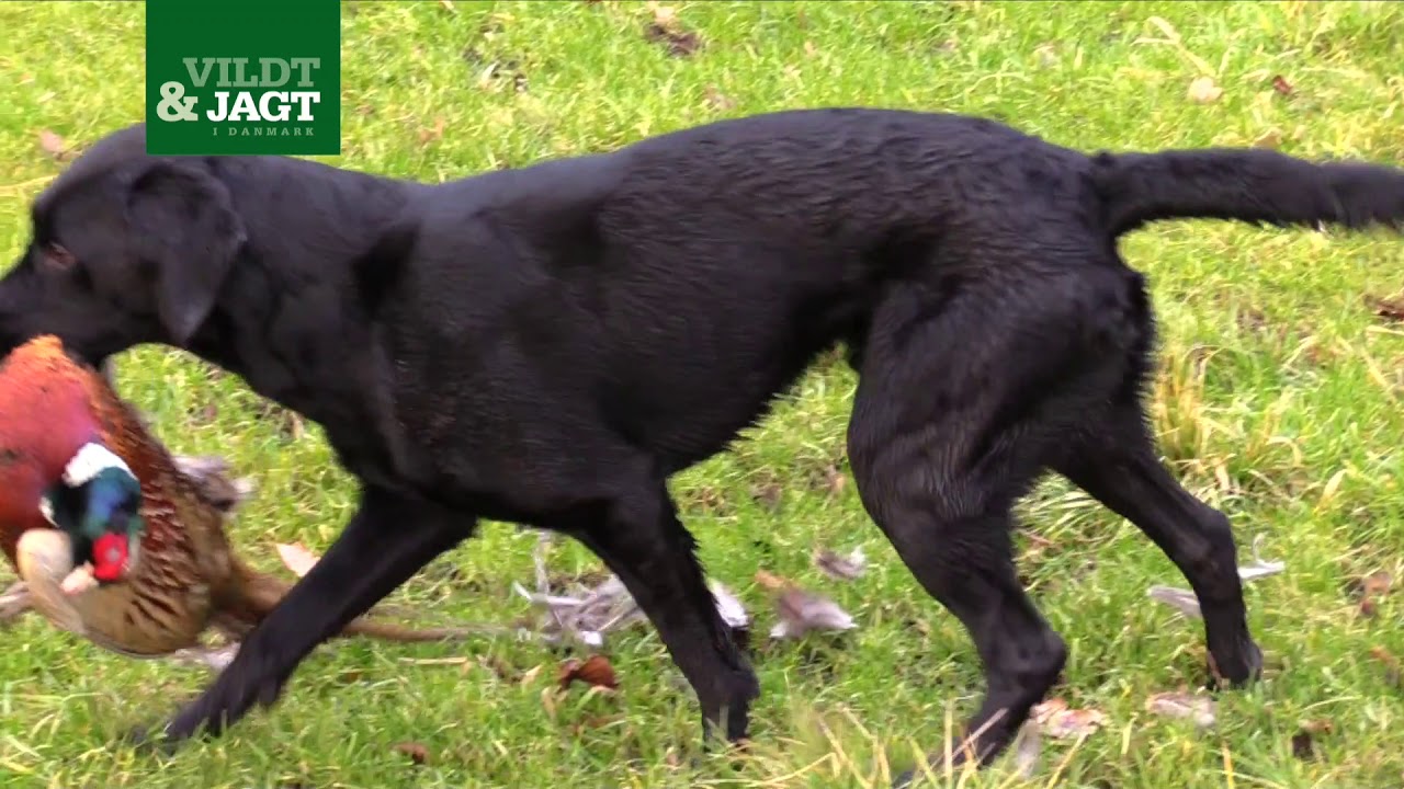 Vildt & Jagt: Fasanjagt