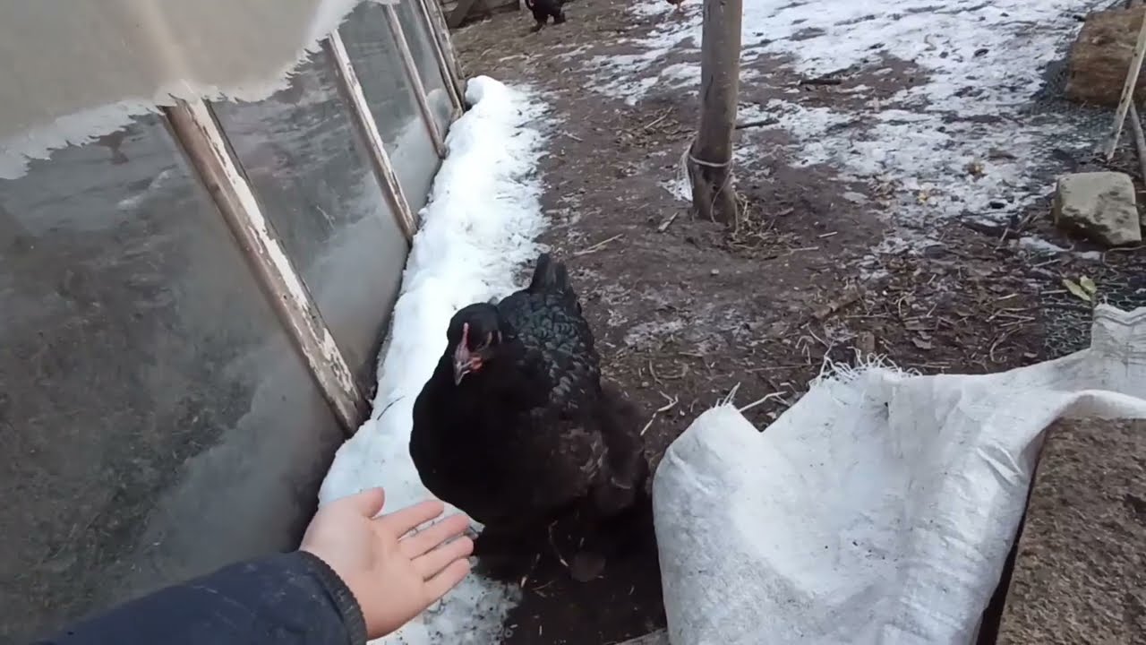In winter, Cochin chickens gather in families in the yard. 