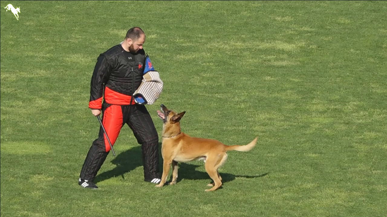 FMBB World Championship 2018