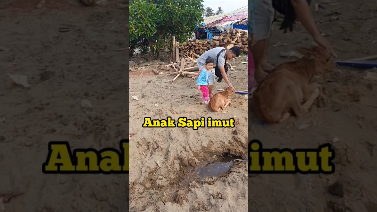 Ada anak sapi imut di pinggiran pantai Banda Aia Padang