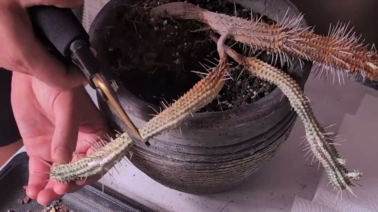 Saving a Rotting Succulent &ndash; Watch This Emergency Surgery!