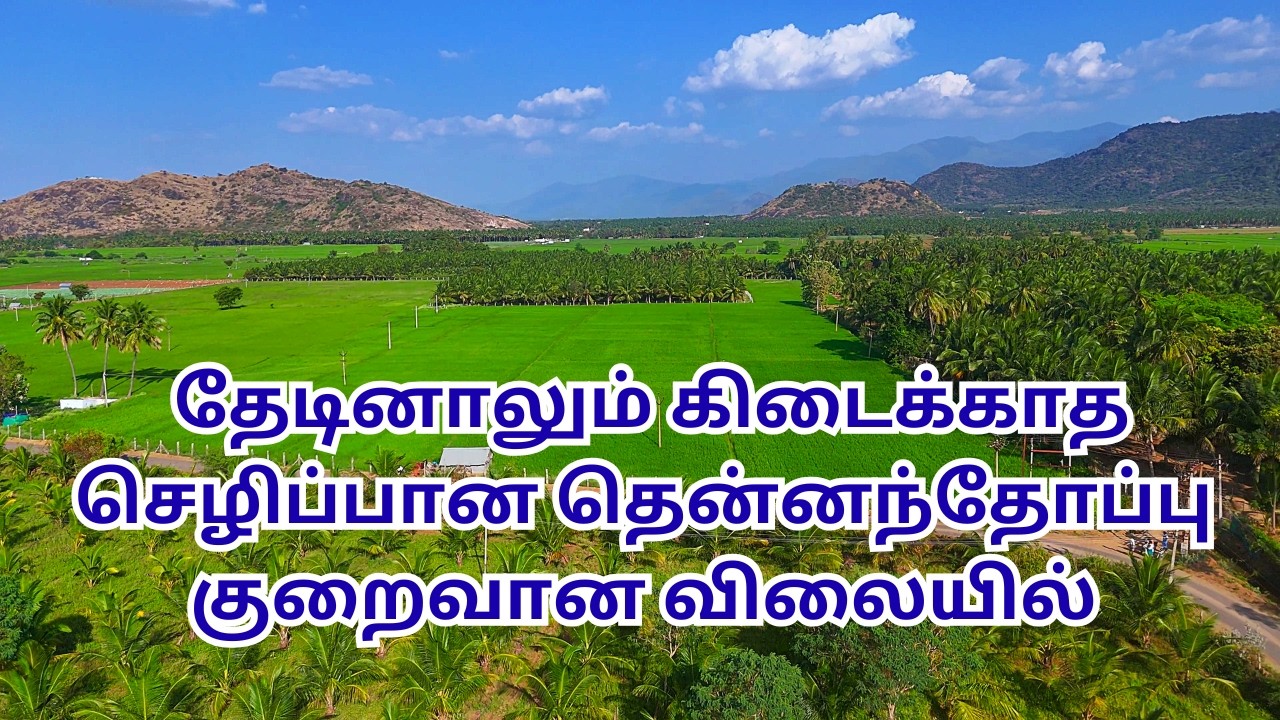🌴Пышная кокосовая роща, которую трудно найти даже после долгих поисков, продается по низкой цене🌴