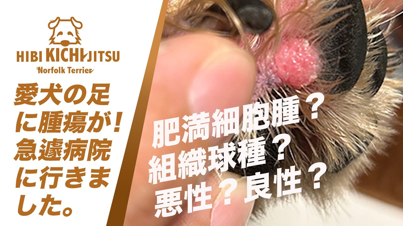 愛犬キチ  指間にイボが！急遽病院に行きました【 dog ノーフォークテリア norfolkterrier 動物病院】