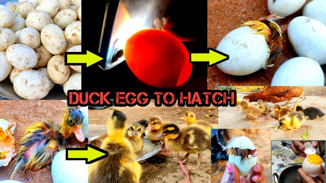 🦆வாத்து முட்டை🥚 அடை வைப்பது முதல்🐣 குஞ்சுகள் பொரிக்கும் வரை❣️ duck egg to hatching 😻