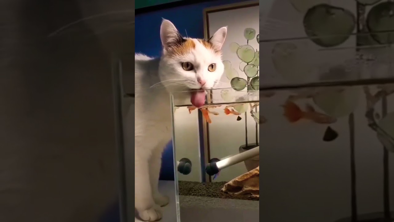 Cat lovers ❤|| cad comedy video #shorts  #cat